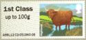 Highland Cattle (Bos primigenius taurus)